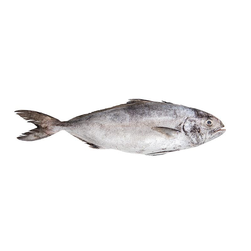 ماهی حمام (همام) تازه