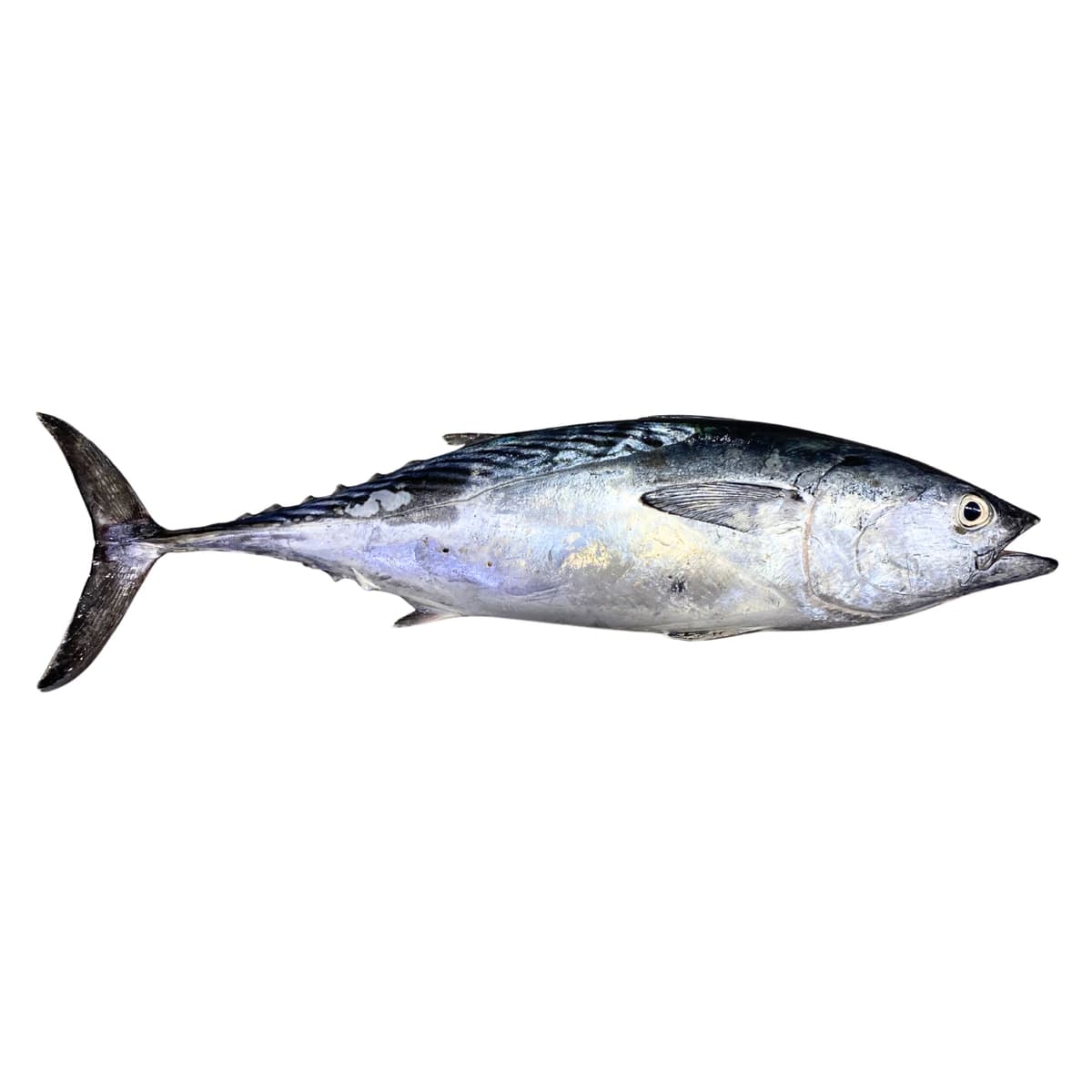 ماهی تن ( زرده ) مخصوص قلیه