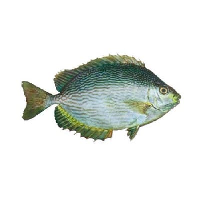 ماهی صافی موج دار درشت ( حلوا بحرینی )