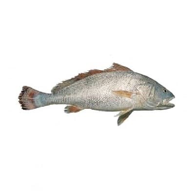 ماهی میش سولی تازه جنوب