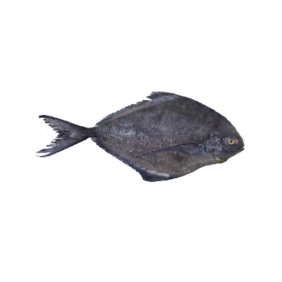 ماهی حلوا سیاه تازه جنوب