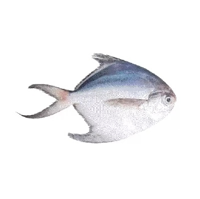 ماهی حلوا سفید تازه جنوب