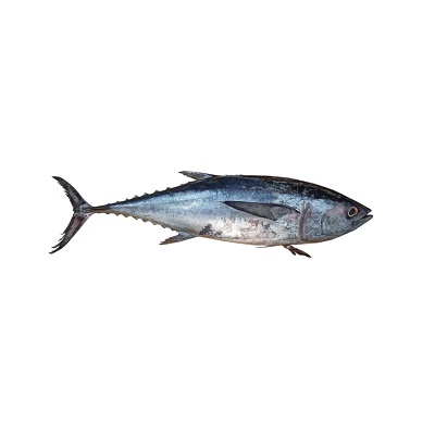 ماهی تن (ماهی هوور)