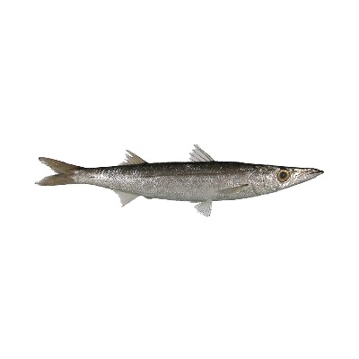 ماهی چنگو تازه (باراکودا)