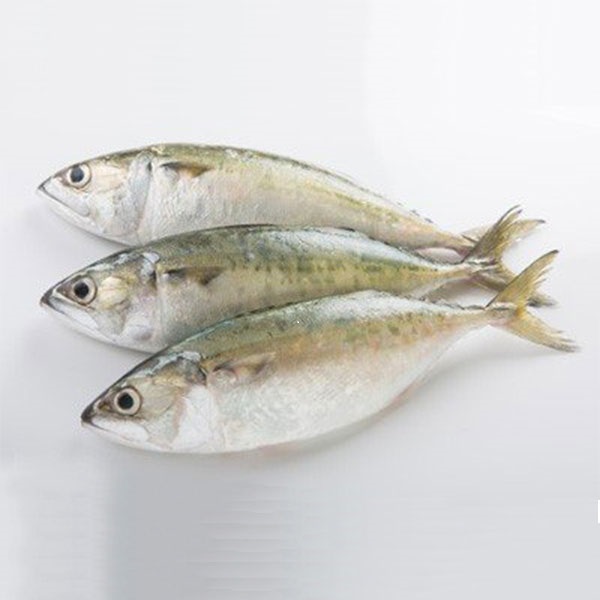 ماهی گیش دم چنگالی ( سایز متوسط )