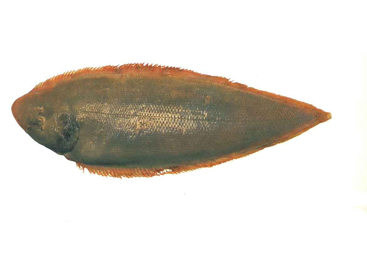 ماهی زبان تازه سایز متوسط