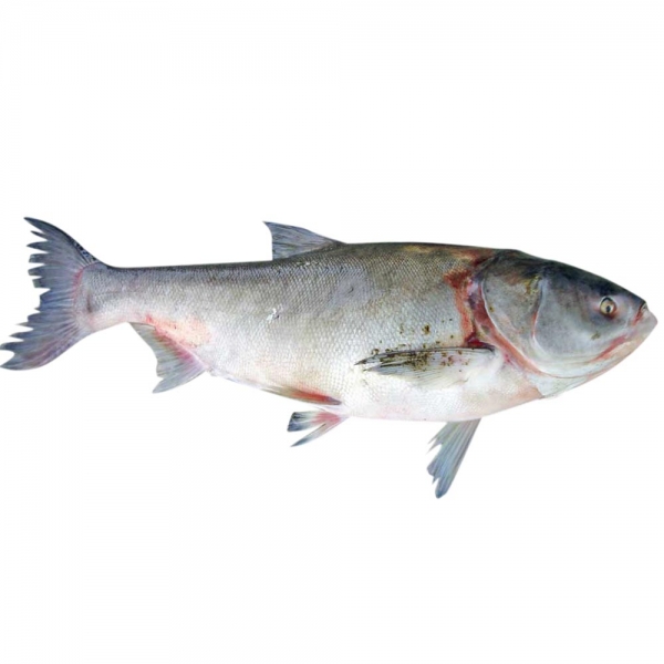 ماهی آزاد خوزستان