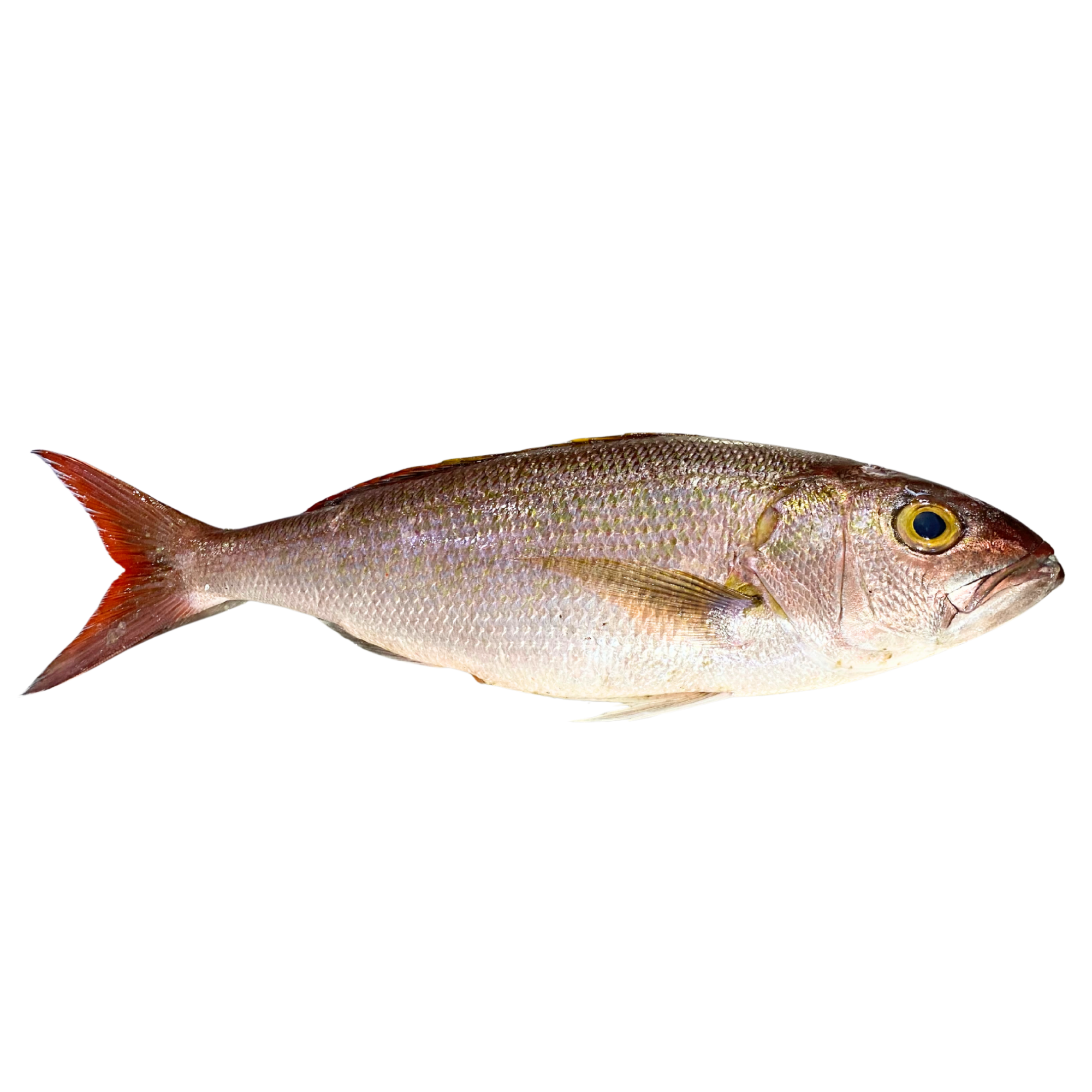 سرخو مهاجر