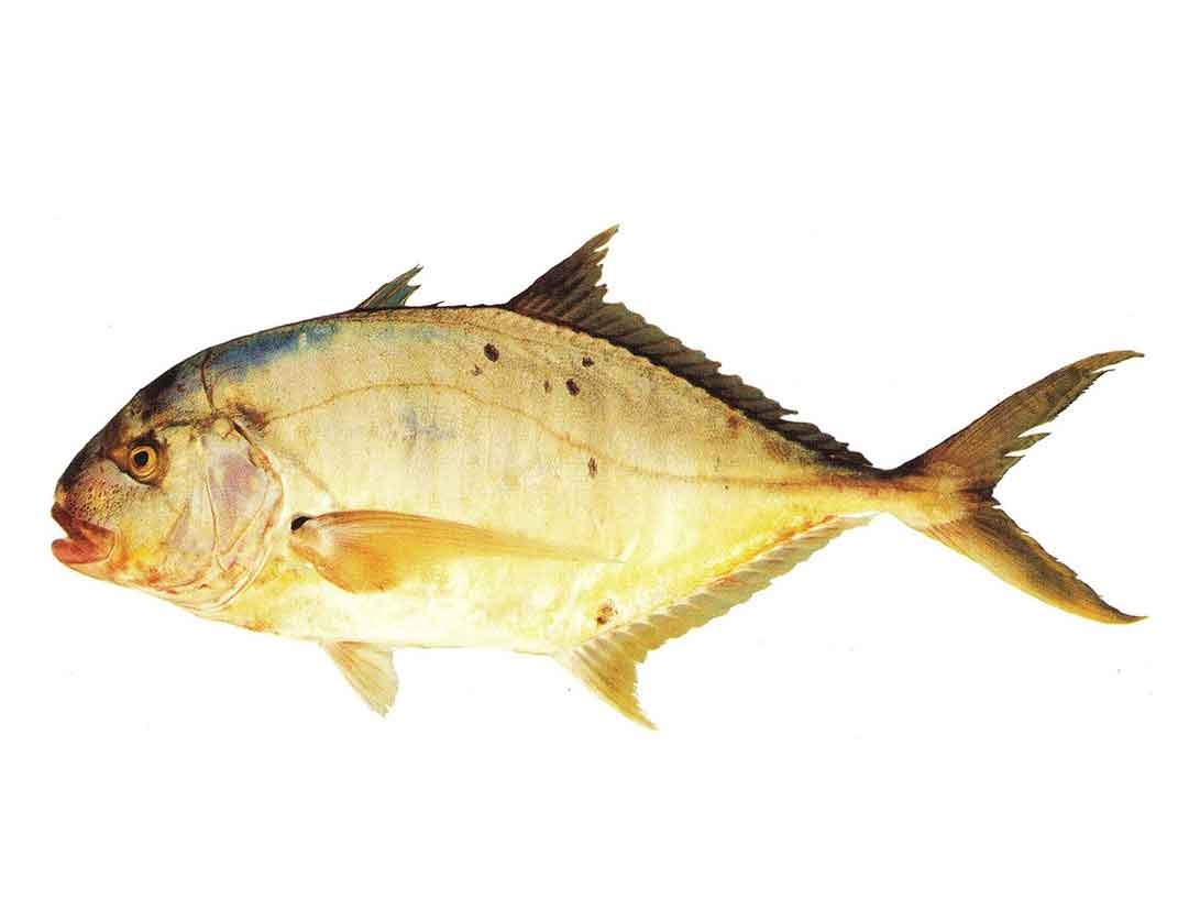گیش دمسی ( جش دمسی )