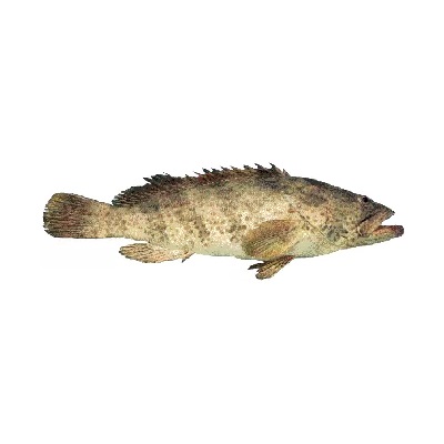 ماهی هامور تازه جنوب