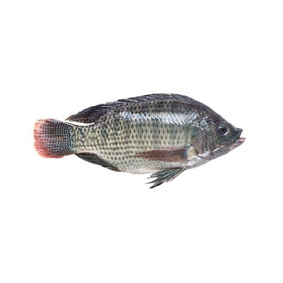 ماهی تیلاپیا تازه شمال