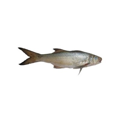 ماهی راشگو (راژگو) تازه