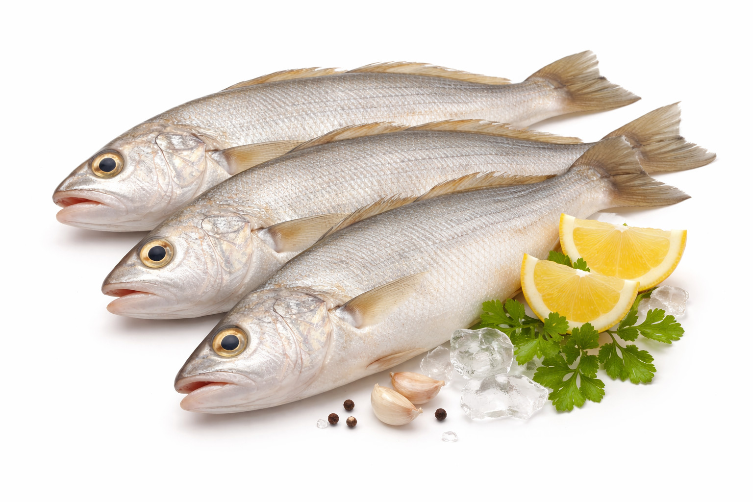 ماهی شوریده کله هندیجان