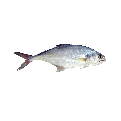 ماهی سارم (شیربندر) تازه