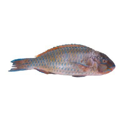 ماهی طوطی جنوب