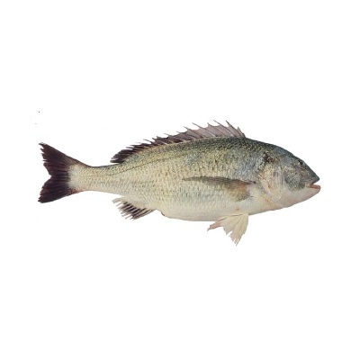 ماهی صبیتی یا جهرو تازه